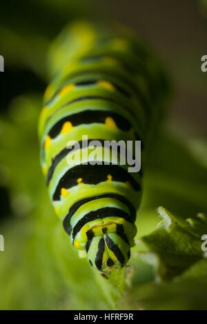 An Oregon swallowtail caterpillar. Stock Photo