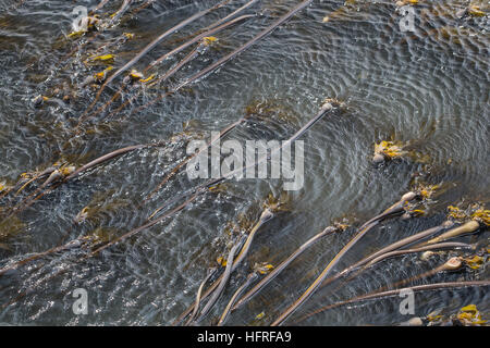 Bull kelp (Nereocystis luetkeana). Stock Photo