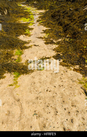 Path of sand between seaweed covered rocks on beach Stock Photo