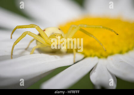 A yellow flower crab spider (Misumena vatia) waits for pollinating insects on the petals of an oxeye daisy. Stock Photo