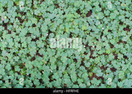 Top view of a lush patch of wood sorrel (Oxalis sp.) in Redwood National Park (California, USA). Stock Photo