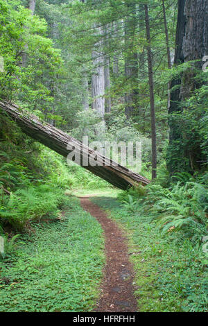 An old-growth California Redwood tree fallen across the trail in Redwood National Park, California, USA.