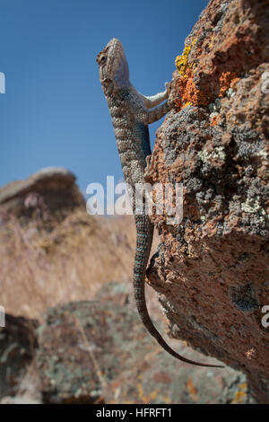 Western fence lizard (Sceloporus occidentalis) basking in the sun. Stock Photo