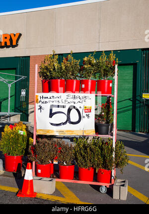 Discounted plants at a nursery in Mahwah, New Jersey Stock Photo
