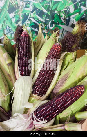 Raw purple corn on green background, stock photo Stock Photo