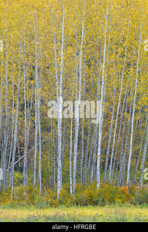 Fallen Sapling, Stevens Pass, North Cascades, Leavenworth, Washington, USA Stock Photo