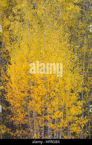 Bouquet of Aspens, Stevens Pass, North Cascades, Leavenworth, Washington, USA Stock Photo