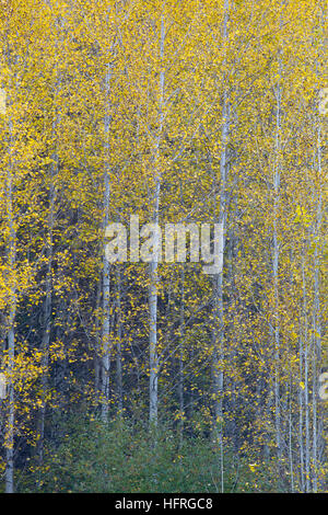 Colony of Aspens, Stevens Pass, North Cascades, Leavenworth, Washington, USA Stock Photo