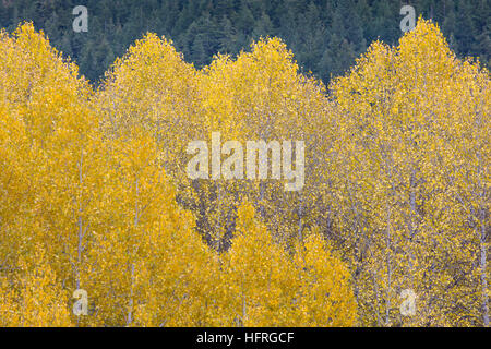 Wavy Aspen Tops, Stevens Pass, North Cascades, Leavenworth, Washington, USA Stock Photo