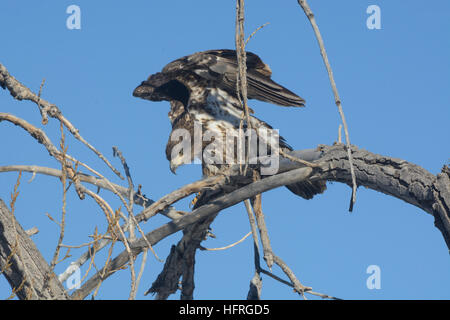 Juvenile bald eagle stretching wings while perched in bate winer tree Stock Photo