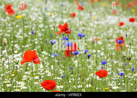 Papaver rhoeas and Centaurea cyanus. Cornflowers and Poppies in a field. Stock Photo