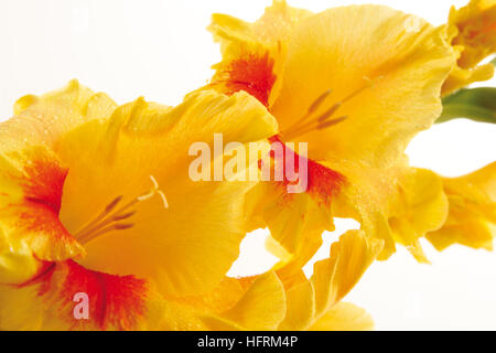 Yellow Gladiolus (Gladiolus) Stock Photo