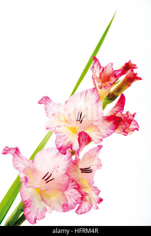 Pink Gladiolus (Gladiolus) Stock Photo