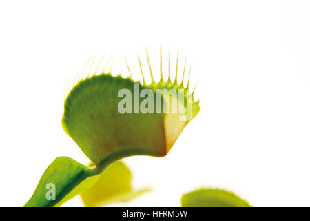 Venus Flytrap (Dionaea muscipula) Stock Photo