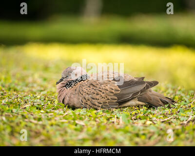 Spotted Dove Bird take a nap on the brush Stock Photo