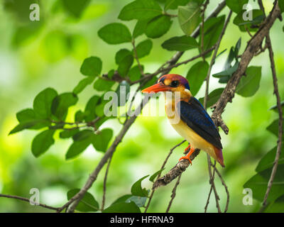 Oriental dwarf kingfisher, Black-Backed Kingfisher on the branch wait for hunting Stock Photo