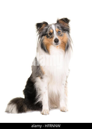 Pretty sitting shetland sheepdog isolated on a white background facing the camera Stock Photo
