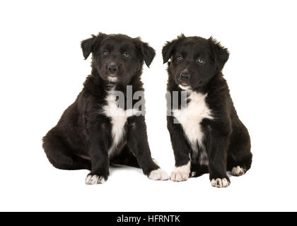 Two cute black and white border collie puppy dogs sitting facing the camera isolated on a white background Stock Photo