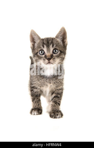 Cute tabby baby cat kitten walking en looking up Stock Photo