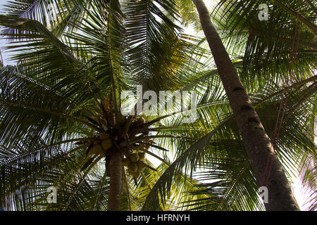 Close up of large coconuts on a coconut tree near the Anjuna beach in north Goa, India Stock Photo