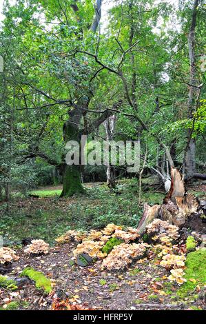 Honey Fungus Armillaria mellea, around the base of an oak tree stump Stock Photo