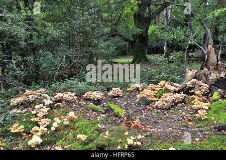 Honey Fungus Armillaria mellea, around the base of an oak tree stump Stock Photo