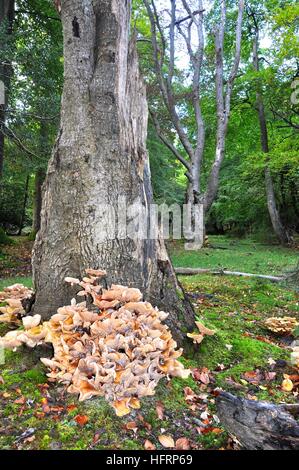 Honey Fungus Armillaria mellea, around the base of an oak tree. Stock Photo