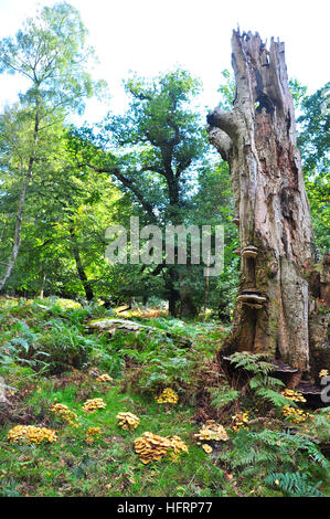 Honey Fungus (Armillaria mellea) around the base of an oak tree stump Stock Photo