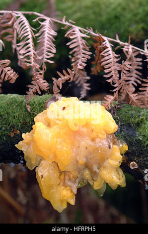 Yellow Brain Fungus (Tremella Mesenterica) Stock Photo