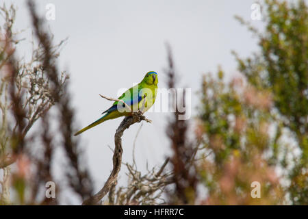 Orange-bellied Parrot (Neophema chrysogaster) perched on a branch Stock Photo