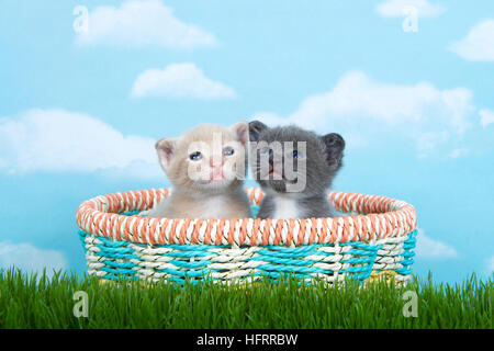Two one month old kittens in a spring basket in tall green grass. Gray and white and buff orange. Stock Photo