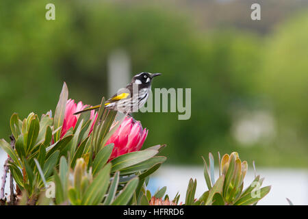 New Holland Honeyeater (Phylidonyris novaehollandiae) Stock Photo