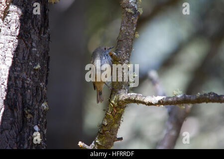 Brown Thornbill (Acanthiza pusilla) perched on a branch Stock Photo