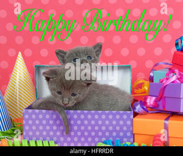 Two one month old gray tabby kitten peeking out of birthday present in a pile of brightly colored boxes with ribbons and bows and party hats, bright p Stock Photo