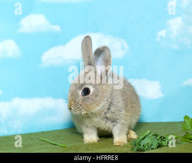 Netherland Dwarf rabbit on a green blanket eating vegetable greens, blue background with clouds Stock Photo