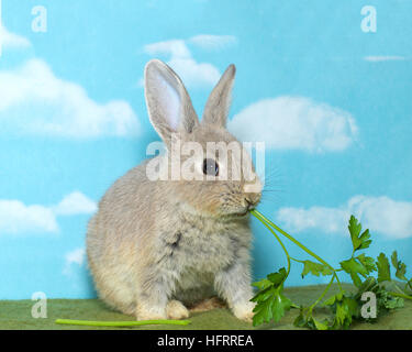 Netherland Dwarf rabbit on a green blanket eating vegetable greens, blue background with clouds Stock Photo