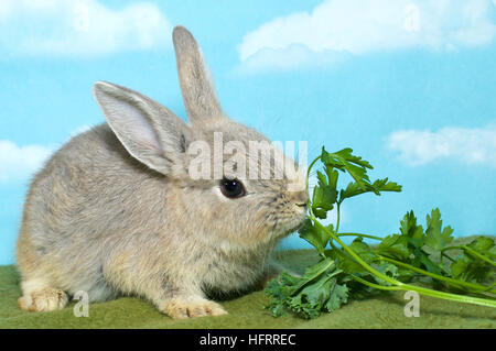 Netherland Dwarf rabbit on a green blanket eating vegetable greens, blue background with clouds Stock Photo