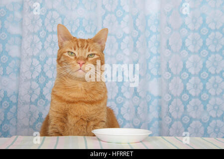 young orange tabby cat sitting at kitchen counter with white plate in front of him waiting for food expectantly, looking forward. White lace curtains Stock Photo