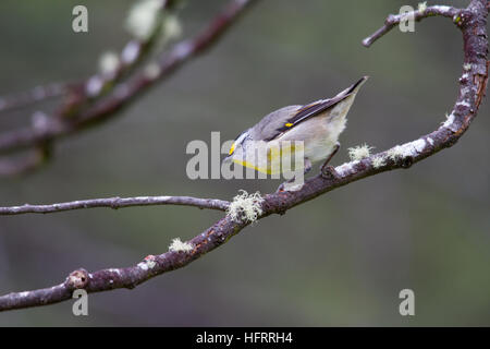 Striated Pardalote (Pardalotus striatus) perched on a branch Stock Photo