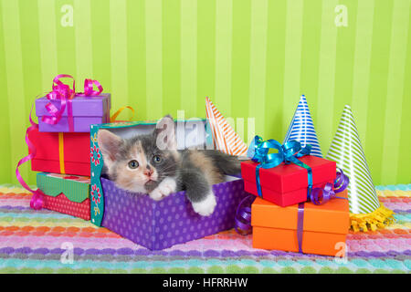 two month old calico tabby kitten peeking out of birthday present in a pile of brightly colored boxes with party hats, bright green stripped backgroun Stock Photo