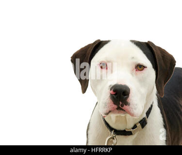 Brown and white american pit bull terrier with brown eyes, red sclera of eyes from cold virus Stock Photo