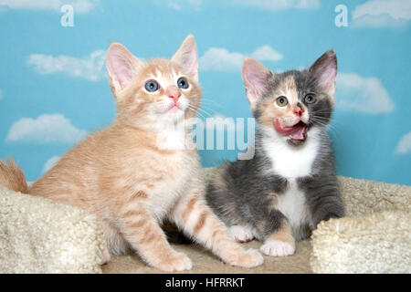 Two 8 week old kittens, orange buff and calico on carpeted cat post with blue background white clouds, calico licking mouth tongue sticking out Stock Photo