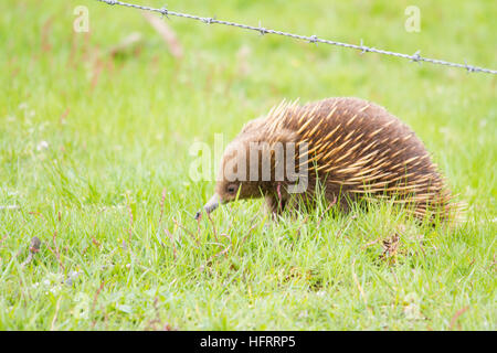 Short-beaked echidna (Tachyglossus aculeatus) Stock Photo