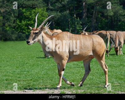 Common eland in its habitat with vegetation in the background Stock Photo
