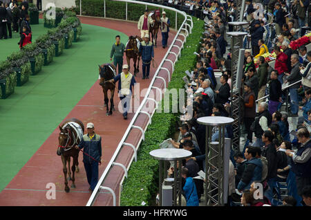 Hong Kong, Hong Kong. 01st Jan, 2017. Horses' beauty parade. 100,000 racing fans can't wait to try their luck at Hong Kong Jockey Club's 'Lucky Star January 1 Race Day' in Shatin Racecourse. 1st January 2017 © Alda Tsang/Pacific Press/Alamy Live News Stock Photo