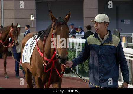 Hong Kong, Hong Kong. 01st Jan, 2017. 100,000 racing fans can't wait to try their luck at Hong Kong Jockey Club's 'Lucky Star January 1 Race Day' in Shatin Racecourse. 1st January 2017 © Alda Tsang/Pacific Press/Alamy Live News Stock Photo