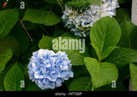 Hortenzija Bp 700 Growing Hydrangeas Hydrangea Purple