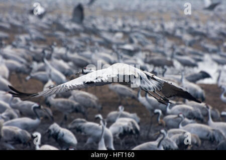 one bird fly among a big group of Common crane at the food stop during migration. Stock Photo