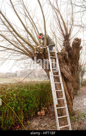 Several people are working on the pollarding willows in winter, Zeeland The Netherlands Stock Photo