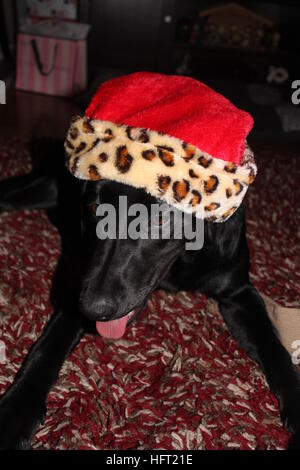 santa paws is coming to town // black labrador retriever enjoying her first christmas Stock Photo